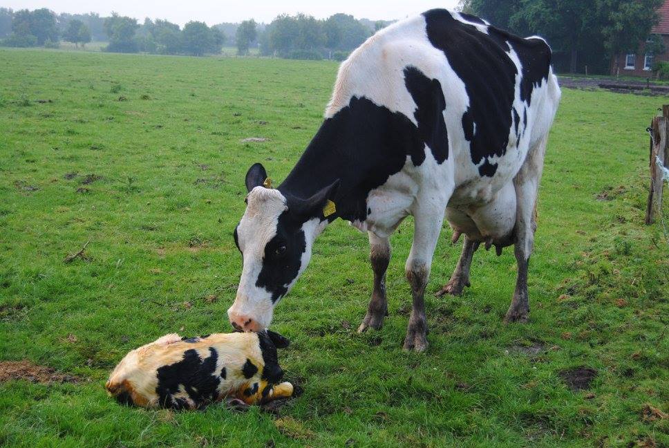 Kühe auf der Weide mit Kalb
