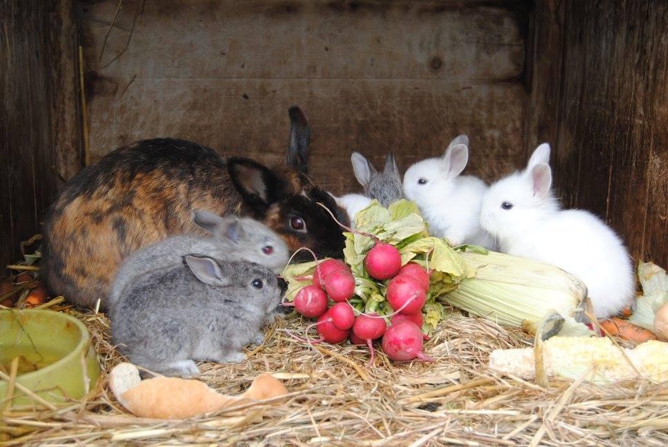 Bauernhofbesichtigung